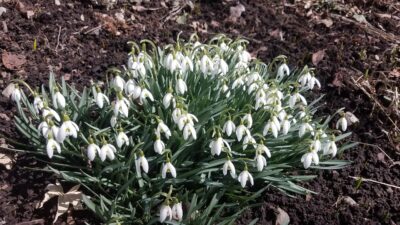 Snow drops