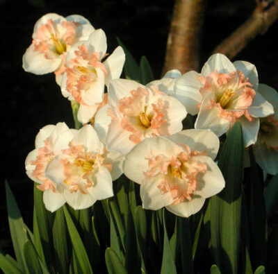 daffodilpink