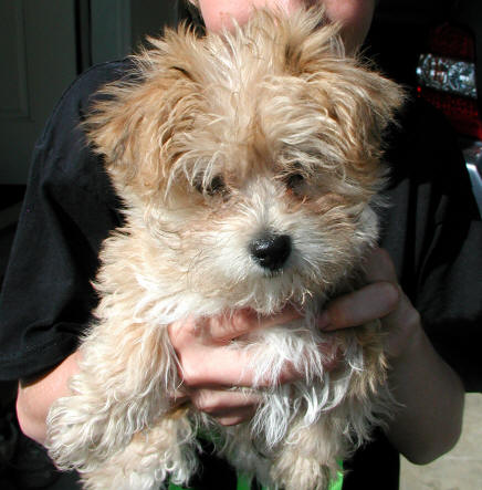 Fergus