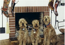 dogfamily