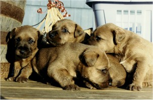 puppy