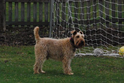 soccerdog